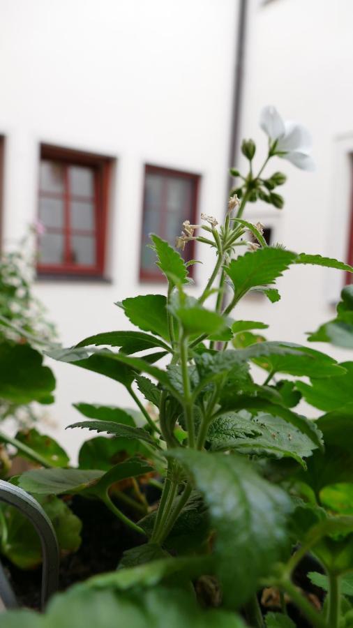 Pirna Altstadtgefluester ภายนอก รูปภาพ